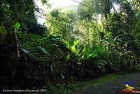 Parque Nacional Manuel Antonio -Quepos de Quepos, Puntarenas- Parque Nacional Manuel Antonio -Quepos de Quepos, Puntarenas-