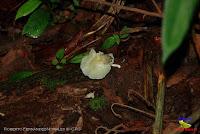 Parque Nacional Manuel Antonio -Quepos de Quepos, Puntarenas- Parque Nacional Manuel Antonio -Quepos de Quepos, Puntarenas-