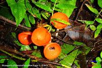 Parque Nacional Manuel Antonio -Quepos de Quepos, Puntarenas- Parque Nacional Manuel Antonio -Quepos de Quepos, Puntarenas-