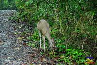 Parque Nacional Manuel Antonio -Quepos de Quepos, Puntarenas- Parque Nacional Manuel Antonio -Quepos de Quepos, Puntarenas-