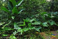 Parque Nacional Manuel Antonio -Quepos de Quepos, Puntarenas- Parque Nacional Manuel Antonio -Quepos de Quepos, Puntarenas-