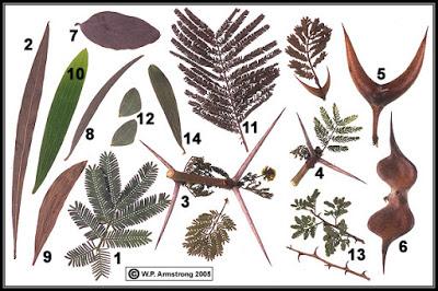 Algo sobre las hermosas Acacias Algo sobre las hermosas Acacias