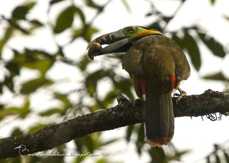 Arasarí chico (Spot-billed Toucanet) Selenidera maculirostris