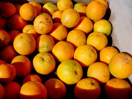 El cosechador de naranjas