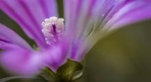 flor de malva de perfil