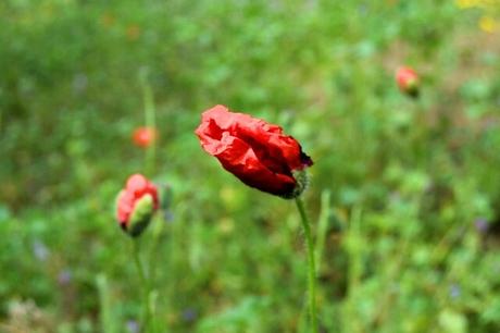 Amapola (Papaver rhoeas). Propiedades medicinales.