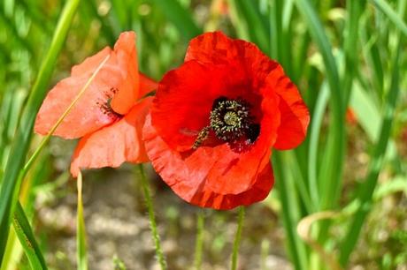 Amapola (Papaver rhoeas). Propiedades medicinales.