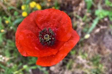 Amapola (Papaver rhoeas). Propiedades medicinales.