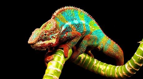 Gestión del cambio: 5 ejemplos de adaptación y una formula secreta de éxito. Gestión del cambio: 5 ejemplos de adaptación y una formula secreta de éxito.