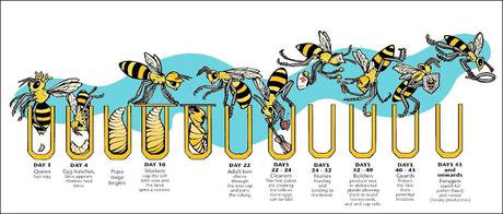 IMAGENES CICLO BIOLOGICO DE LA ABEJA - IMAGES CYCLE BIOLOGIC OF THE BEE.