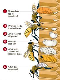IMAGENES CICLO BIOLOGICO DE LA ABEJA - IMAGES CYCLE BIOLOGIC OF THE BEE.