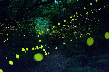 fireflies-3