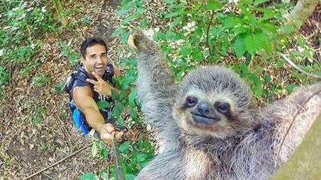 Selfie de guía turístico con un perezoso se vuelve viral en pocas horas Rio tour guide takes charming sloth selfie