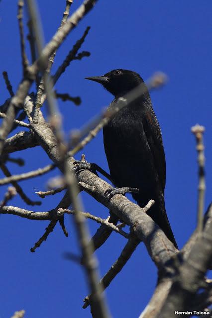 Comiendo de panales Comiendo de panales