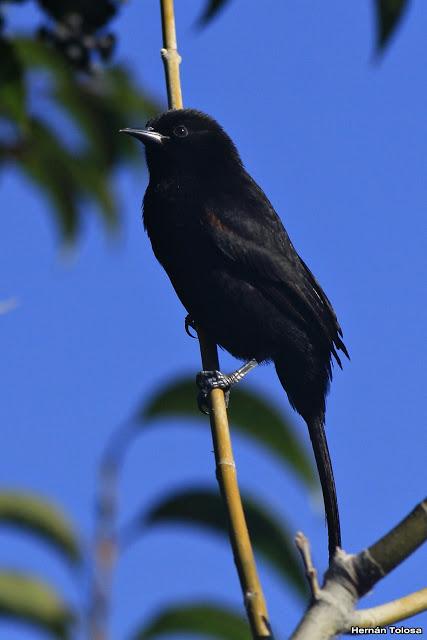 Comiendo de panales Comiendo de panales