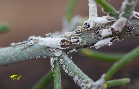 Cochinilla: Orthezia insignis afecta a Plantas Canarias