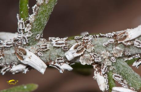 Cochinilla: Orthezia insignis afecta a Plantas Canarias