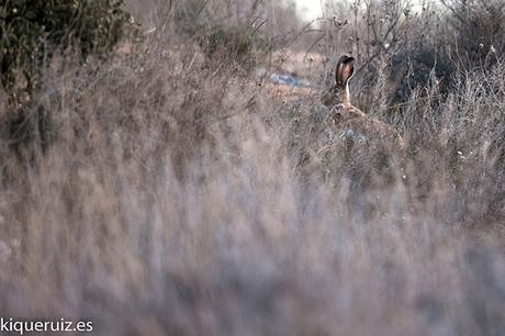 Review Sigma 120-300mm f2.8 EX DG OS HSM (S) Review Sigma 120-300mm f2.8 EX DG OS HSM (S)