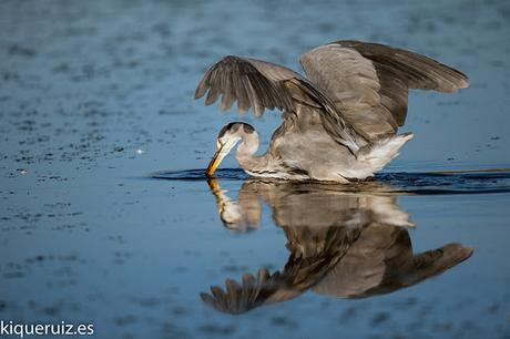 Review Sigma 120-300mm f2.8 EX DG OS HSM (S) Review Sigma 120-300mm f2.8 EX DG OS HSM (S)