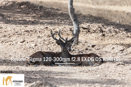 Review Sigma 120-300mm f2.8 EX DG OS HSM (S) Review Sigma 120-300mm f2.8 EX DG OS HSM (S)