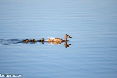 Review Sigma 120-300mm f2.8 EX DG OS HSM (S) Review Sigma 120-300mm f2.8 EX DG OS HSM (S)