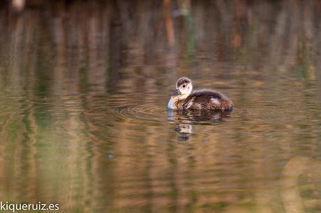 Review Sigma 120-300mm f2.8 EX DG OS HSM (S) Review Sigma 120-300mm f2.8 EX DG OS HSM (S)