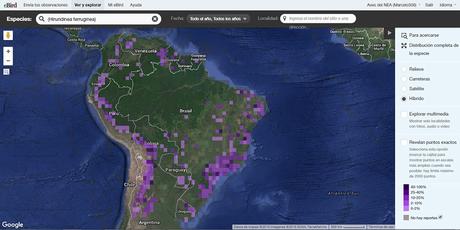 Birro común (Cliff Flycatcher) Hirundinea ferruginea birro