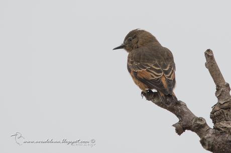 Birro común (Cliff Flycatcher) Hirundinea ferruginea Birro común (Cliff Flycatcher) Hirundinea ferruginea