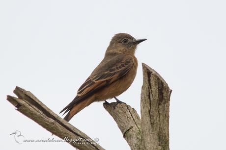 Birro común (Cliff Flycatcher) Hirundinea ferruginea Birro común (Cliff Flycatcher) Hirundinea ferruginea