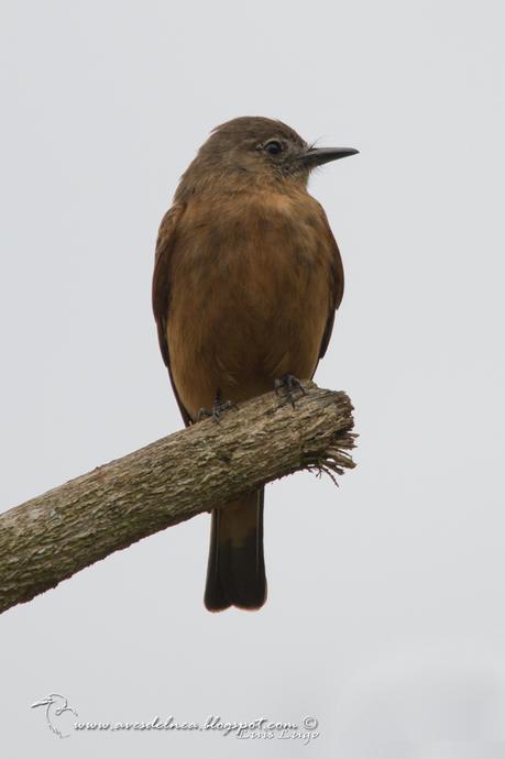 Birro común (Cliff Flycatcher) Hirundinea ferruginea Birro común (Cliff Flycatcher) Hirundinea ferruginea