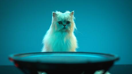 Los perros prefieren a Beyoncé que a Beethoven, según estudio Los perros prefieren a Beyoncé que a Beethoven, según estudio