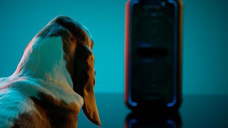 Los perros prefieren a Beyoncé que a Beethoven, según estudio Los perros prefieren a Beyoncé que a Beethoven, según estudio