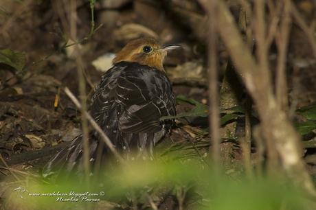Yasiyateré chico (Pavonine Cuckoo) Dromococcyx pavoninus Yasiyateré chico (Pavonine Cuckoo) Dromococcyx pavoninus