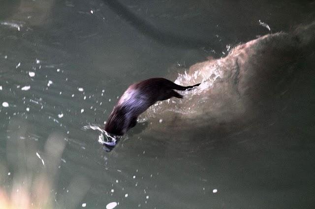 NAVARRA LAS FOCES DE LUMBIER Y ARBAYÚN NAVARRA LAS FOCES DE LUMBIER Y ARBAYÚN