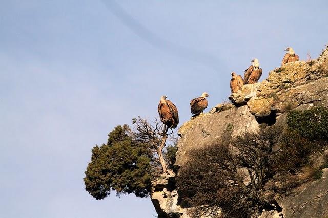 NAVARRA LAS FOCES DE LUMBIER Y ARBAYÚN NAVARRA LAS FOCES DE LUMBIER Y ARBAYÚN