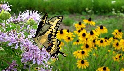 El jardín ecológico El jardín ecológico