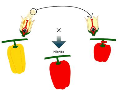 EL NOMBRE DE LAS PLANTAS (2 DE 2) EL NOMBRE DE LAS PLANTAS (2 DE 2)