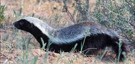 Honey Badger ¿Piensan los animales?