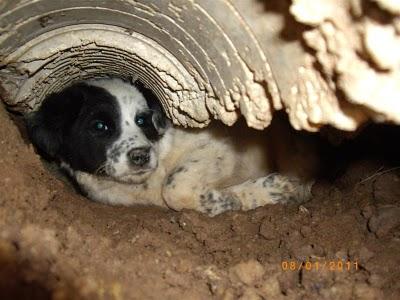 Cordoba Familia perruna en zona peligrosa...NECESITAMOS CASAS DE ACOGIDA!!