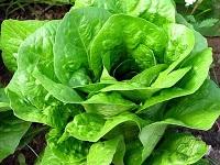 Nitratos en verduras y salud infantil Nitratos en verduras y salud infantil