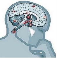 Los maestros de ajedrez usan partes ocultas del cerebro Los maestros de ajedrez usan partes ocultas del cerebro