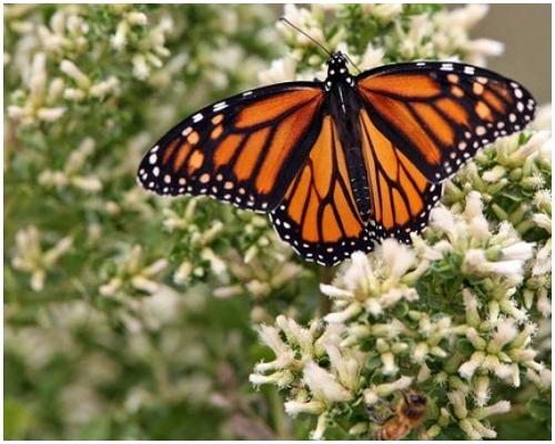¿Sabías qué…las Mariposas Monarca se medican con las plantas?