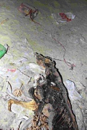 La Guardia Civil investiga la aparición en una cueva de numerosos galgos muertos