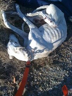 MADRID- AYUDA URGENTE GALGOS DE LA PROTECTORA EVOLUCIÓN .sos urgent help to galgos rescued by Evolucion. MADRID- AYUDA URGENTE GALGOS DE LA PROTECTORA EVOLUCIÓN .sos urgent help to galgos rescued by Evolucion.