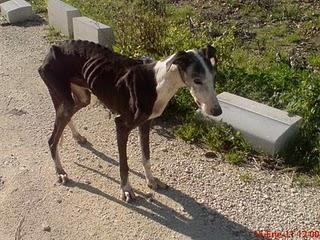 MADRID- AYUDA URGENTE GALGOS DE LA PROTECTORA EVOLUCIÓN .sos urgent help to galgos rescued by Evolucion. MADRID- AYUDA URGENTE GALGOS DE LA PROTECTORA EVOLUCIÓN .sos urgent help to galgos rescued by Evolucion.