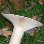 Pebrazo hongo medicinal Pebrazo