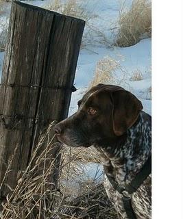 Observando perros Observando perros