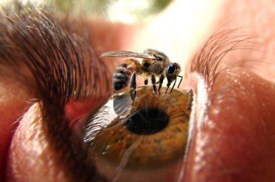 Abeja en el Ojo Las Abejas: Cuando nosotros vamos, ellas ya vienen de vuelta.