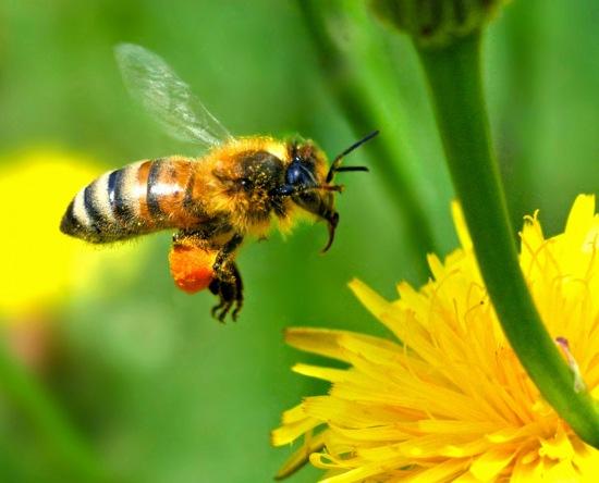 Abeja Volando Abeja en pleno vuelo.