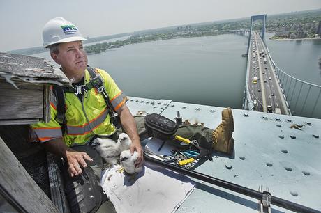 Encuentran pichones de halcón en lo alto de un puente de la ciudad de New York